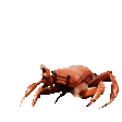 Dancing crab